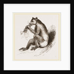 Short-tailed Indris by Anonymous