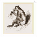 Short-tailed Indris by Anonymous