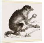 Slender Loris by Anonymous