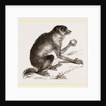 Slender Loris by Anonymous