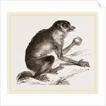 Slender Loris by Anonymous