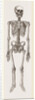 Skeleton of Man by Anonymous