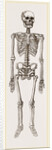 Skeleton of Man by Anonymous