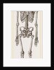 Skeleton of Man by Anonymous