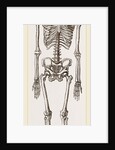 Skeleton of Man by Anonymous