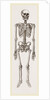 Skeleton of Man by Anonymous