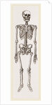 Skeleton of Man by Anonymous