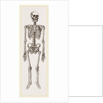 Skeleton of Man by Anonymous