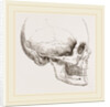 Human Skull by Anonymous