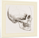 Human Skull by Anonymous