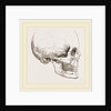 Human Skull by Anonymous