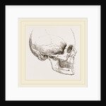 Human Skull by Anonymous