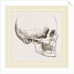 Human Skull by Anonymous