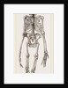 Skeleton of Orang-Outan by Anonymous
