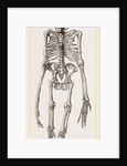 Skeleton of Orang-Outan by Anonymous