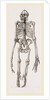 Skeleton of Orang-Outan by Anonymous