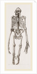 Skeleton of Orang-Outan by Anonymous
