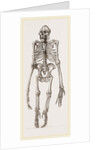 Skeleton of Orang-Outan by Anonymous