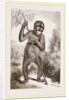 Orang-Outan by Anonymous