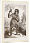 Orang-Outan by Anonymous