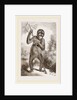 Orang-Outan by Anonymous