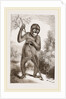 Orang-Outan by Anonymous