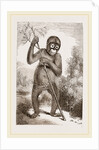 Orang-Outan by Anonymous