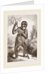 Orang-Outan by Anonymous