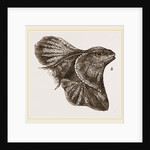 Frilled Lizard by Anonymous