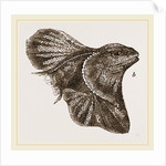 Frilled Lizard by Anonymous