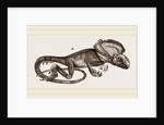 Frilled Lizard by Anonymous