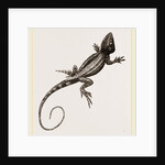 Muricated Lizard by Anonymous