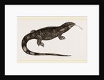 White-throated Varan by Anonymous