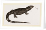 White-throated Varan by Anonymous