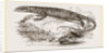Varan of the Nile by Anonymous