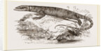Varan of the Nile by Anonymous