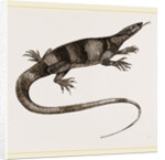 Bell's Varan by Anonymous