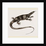 Bell's Varan by Anonymous