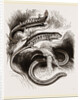 Group of Lizards by Anonymous