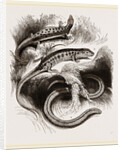 Group of Lizards by Anonymous