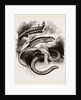 Group of Lizards by Anonymous