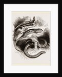 Group of Lizards by Anonymous