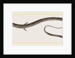 Four-toed Snake-Lizard by Anonymous