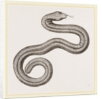 Dusky Amphisbaena by Anonymous