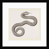 Dusky Amphisbaena by Anonymous