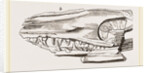 Head of Sommering's Geosaurus by Anonymous
