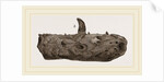 Portion of Lower Jaw Megalosaurus by Anonymous