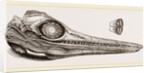 Upper Skull of Ichthyosaurus by Anonymous