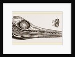 Upper Skull of Ichthyosaurus by Anonymous