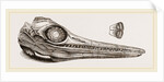 Upper Skull of Ichthyosaurus by Anonymous